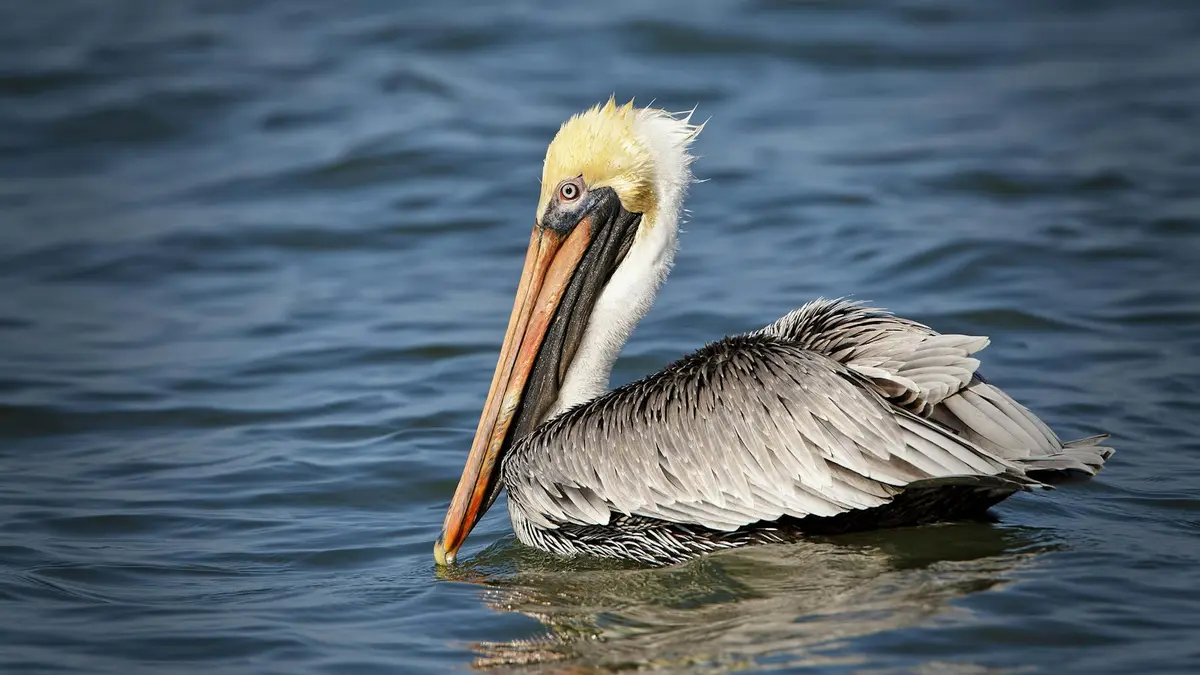 Brown pelican floating on dark choppy water with its bill lowered
