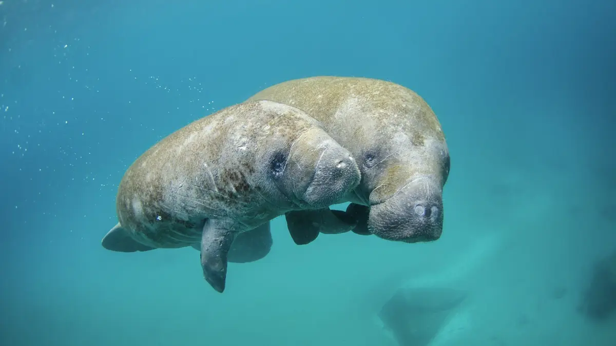 Manatee mother and calf swimming together in clear blue-green water