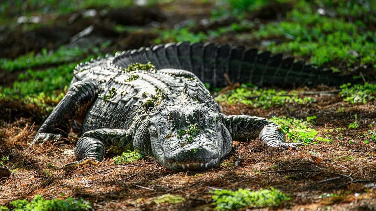 Alligator resting on a mossy forest floor